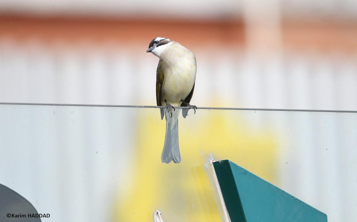 Bulbul Chino - ML646533166