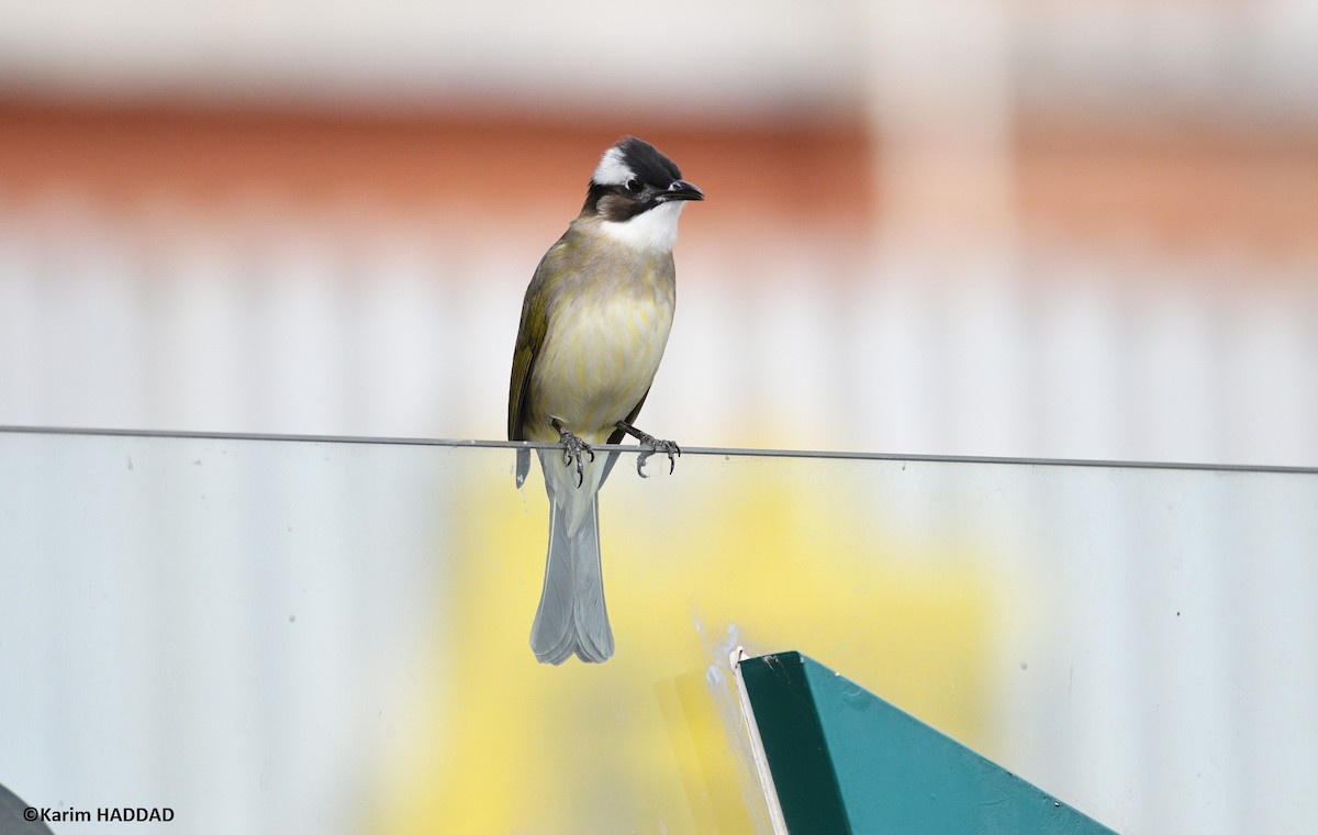 Bulbul Chino - ML646533167