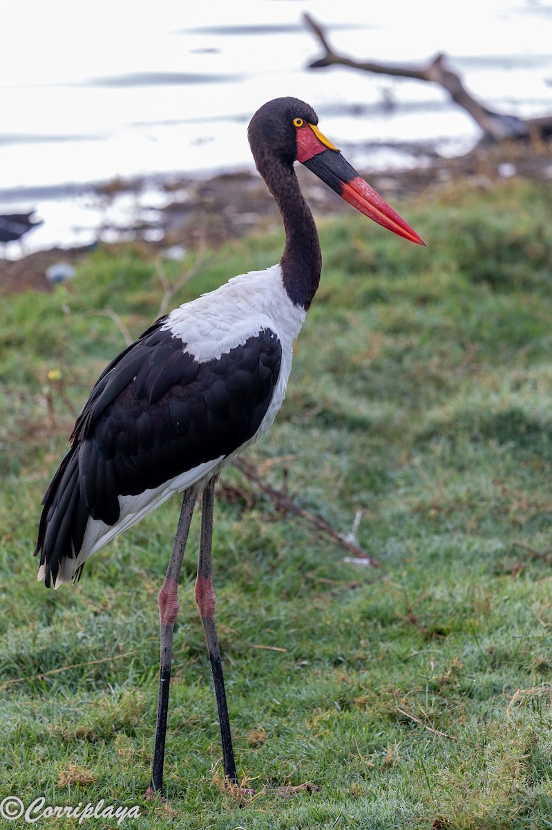 Afrika Jabirusu - ML646533168