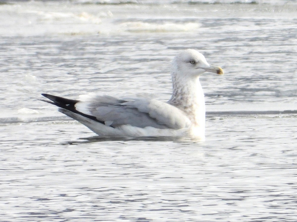 Amerika Gümüş Martısı - ML646533170