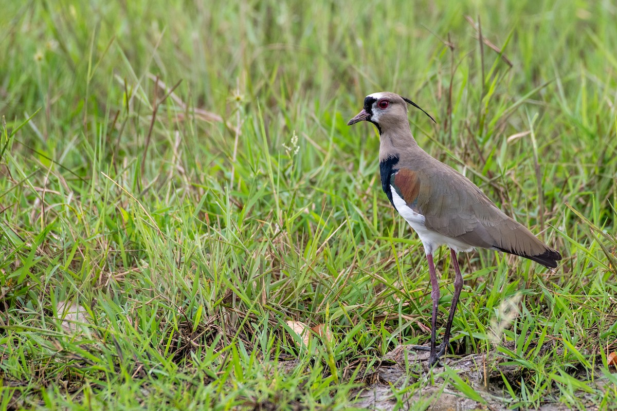 Southern Lapwing - ML646533173