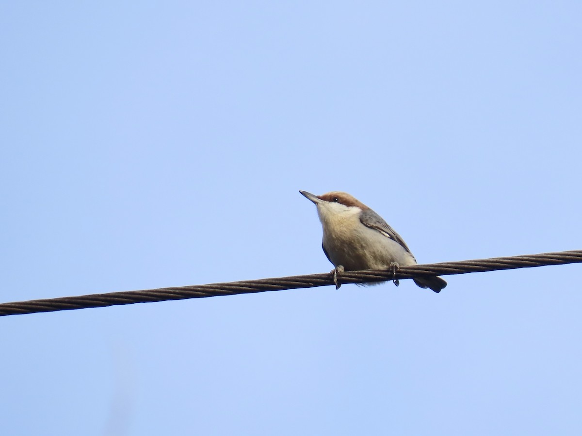 Sittelle à tête brune - ML646533175