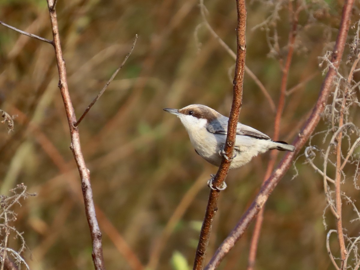 Sittelle à tête brune - ML646533176