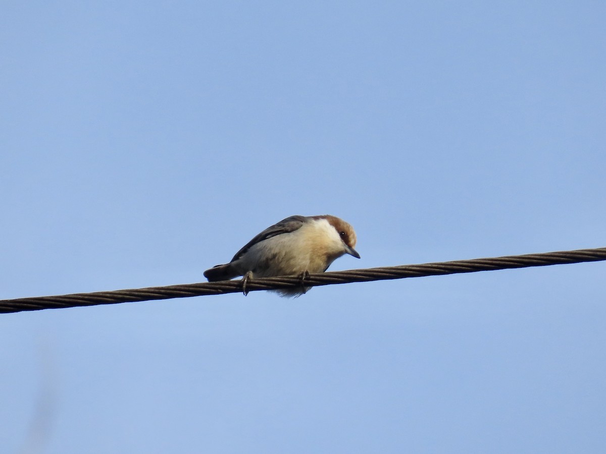 Sittelle à tête brune - ML646533177