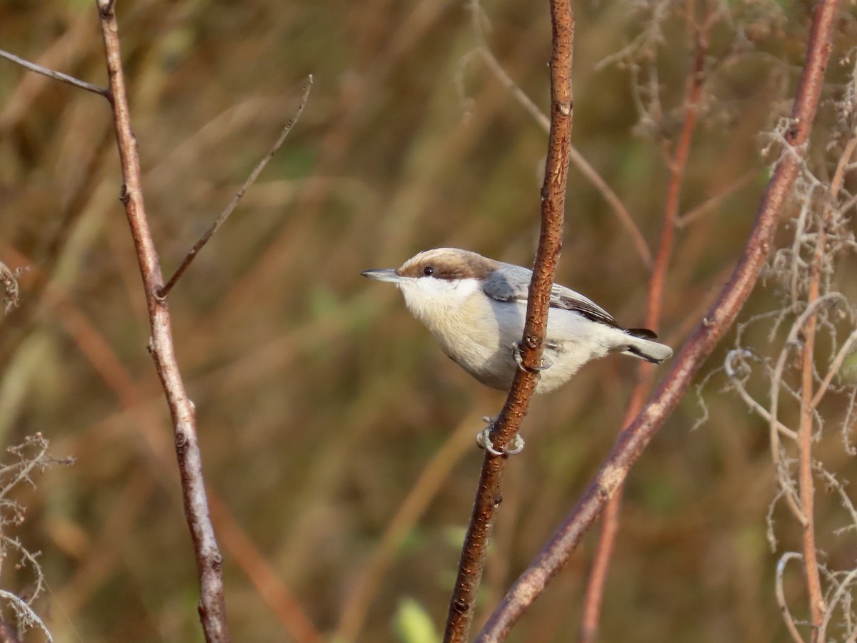 Sittelle à tête brune - ML646533178