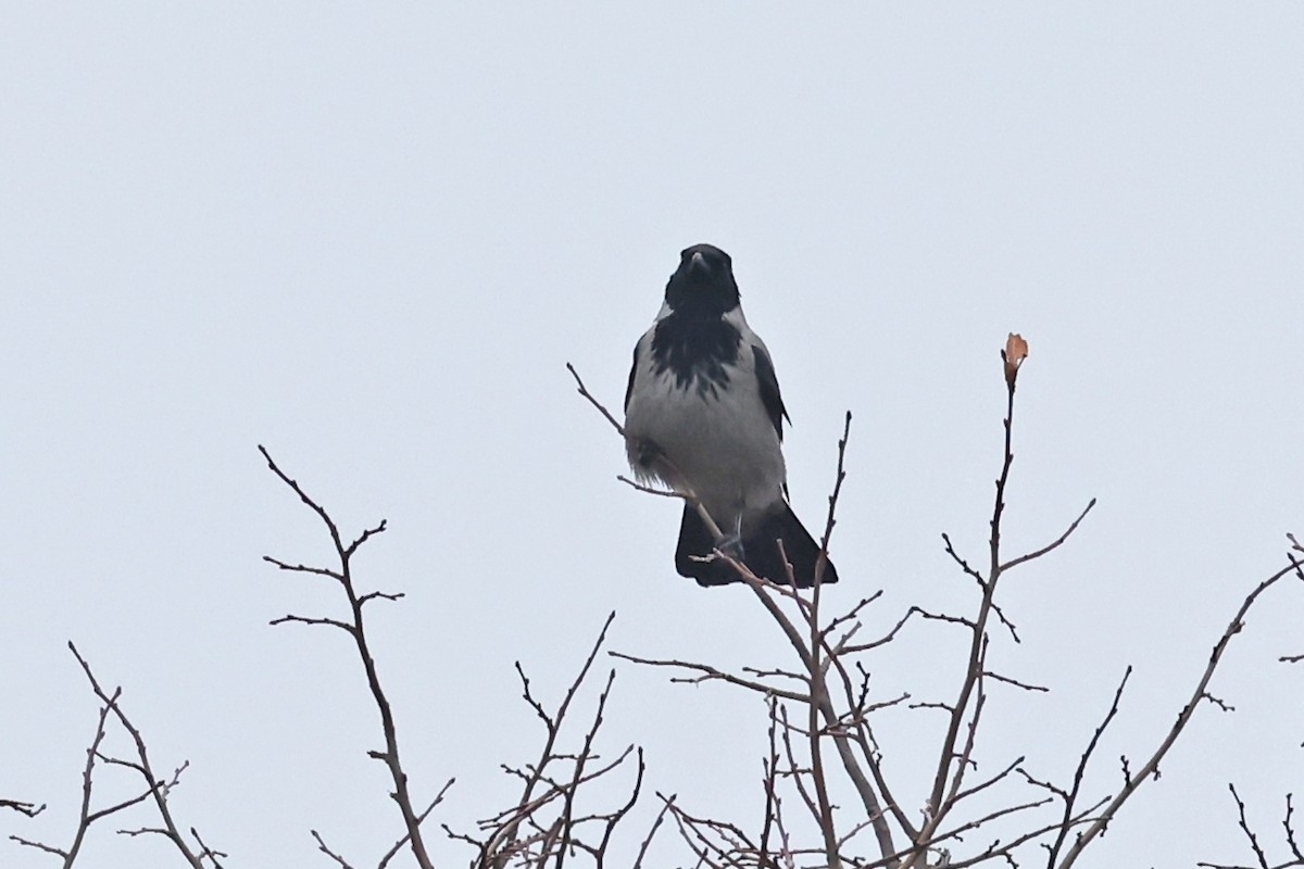 ズキンガラス - ML646533179