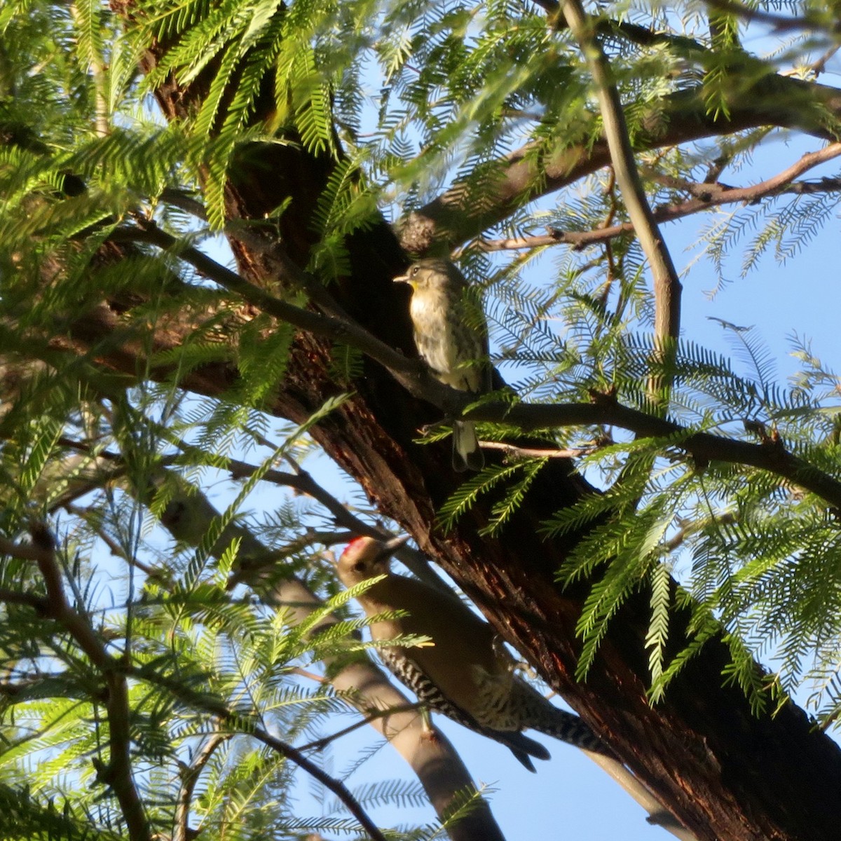 Yellow-rumped Warbler - ML646533181