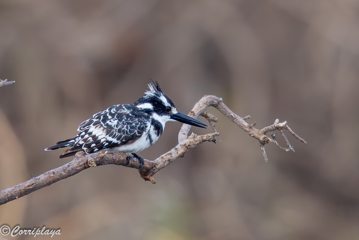 Alaca Yalıçapkını - ML646533182