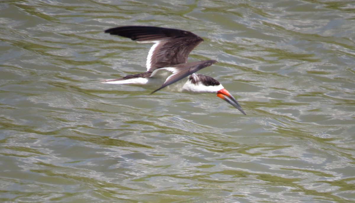 Black Skimmer - ML646533185