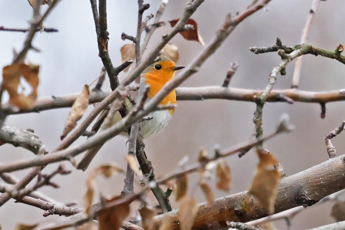 European Robin - ML646533187