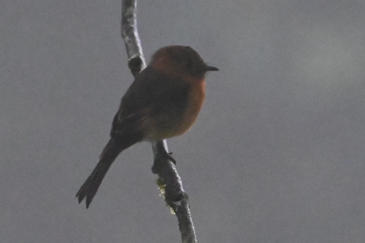 Cinnamon Flycatcher - ML646533188
