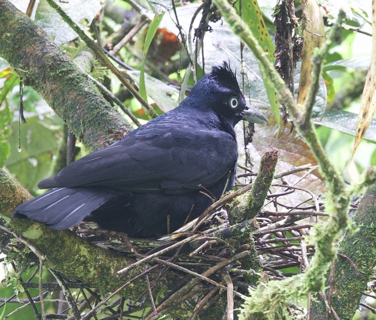 Amazonian Umbrellabird - ML646533189
