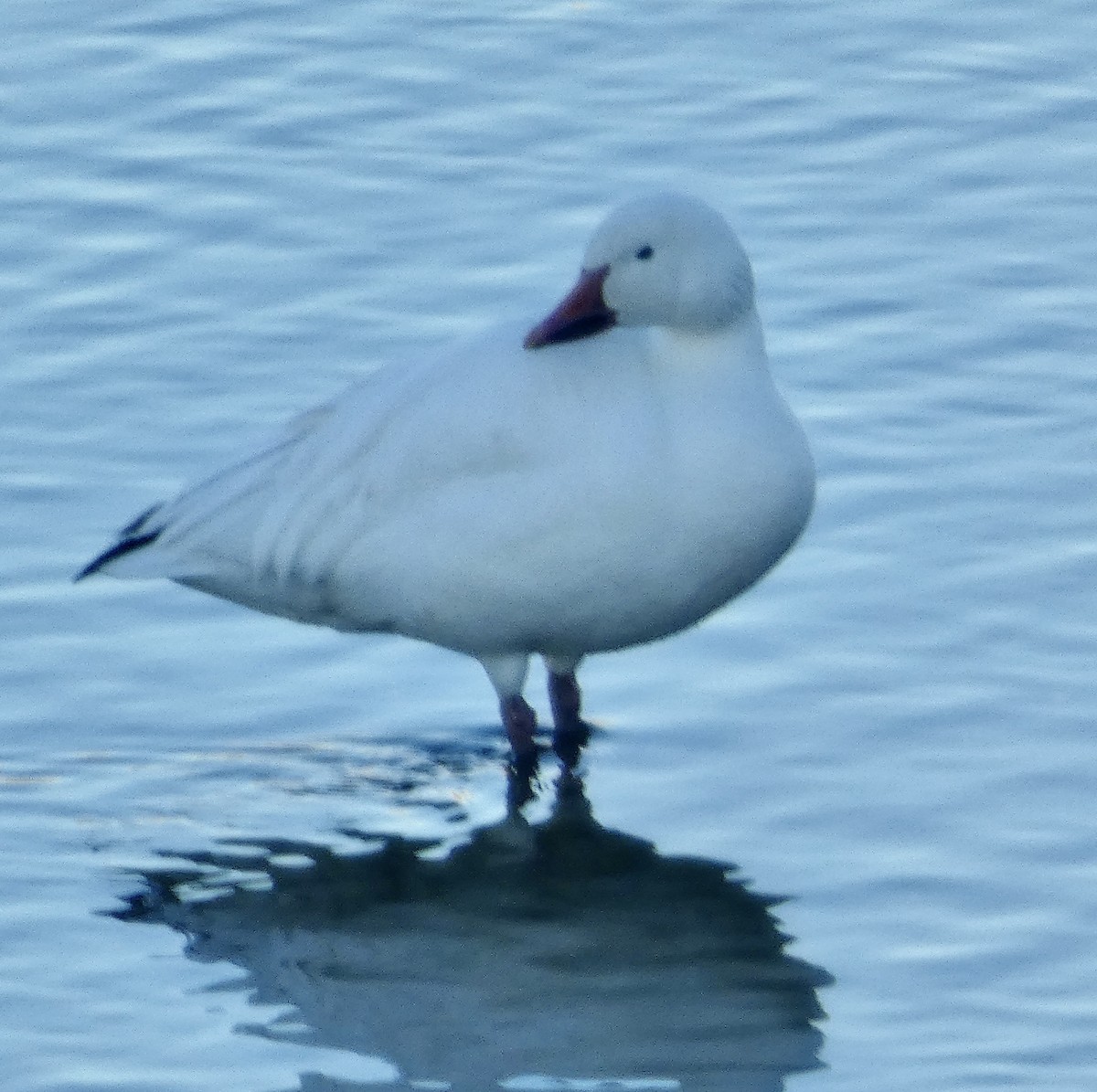 Snow Goose - ML646533190