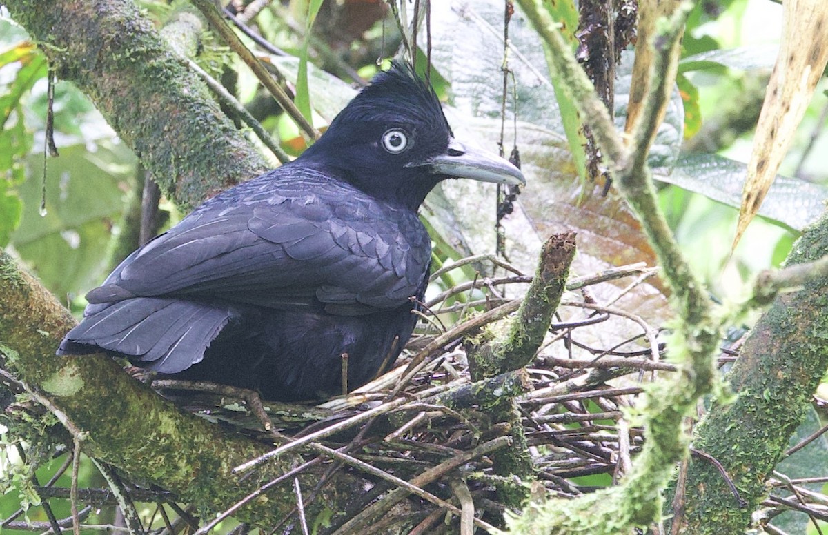 Amazonian Umbrellabird - ML646533191