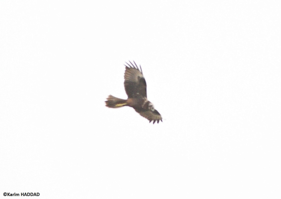 Eastern Marsh Harrier - ML646533192