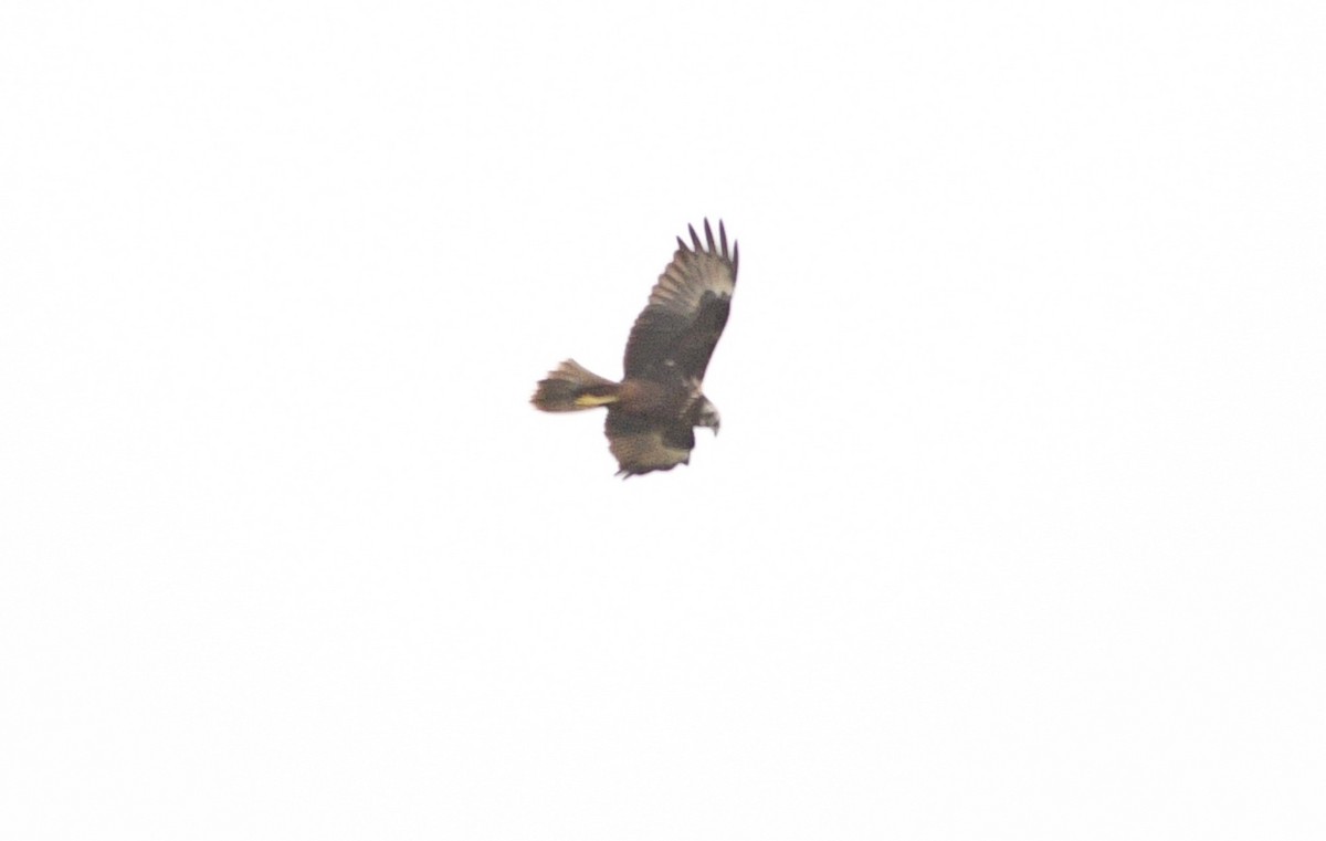 Eastern Marsh Harrier - ML646533193