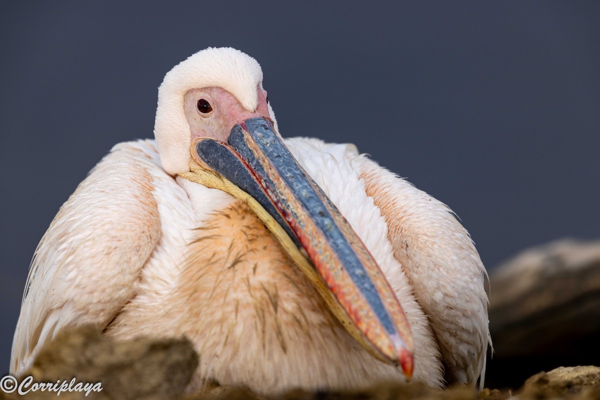 Great White Pelican - ML646533195