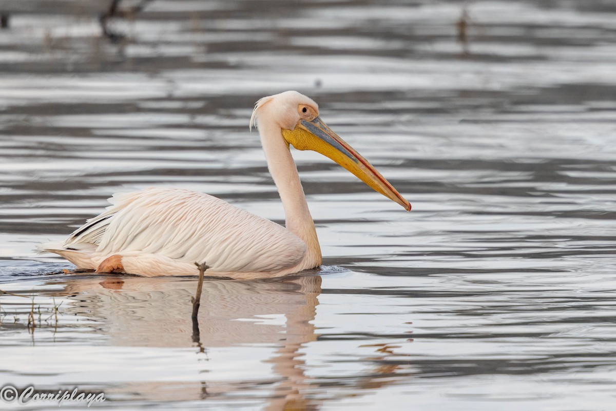 Great White Pelican - ML646533196