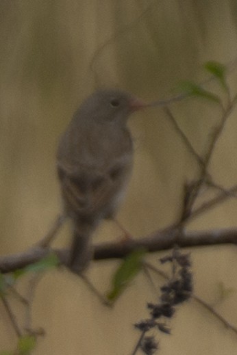 Gray-necked Bunting - ML646533198