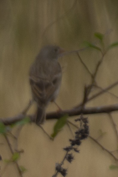 Gray-necked Bunting - ML646533199