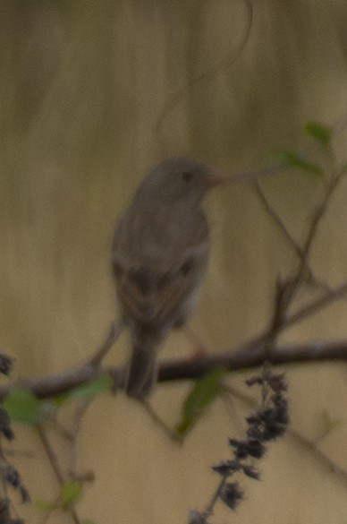 Gray-necked Bunting - ML646533200