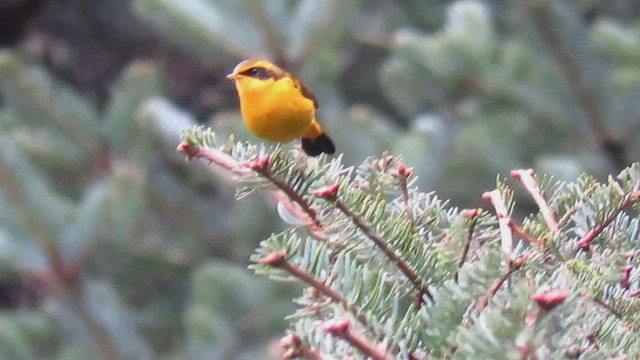 Golden Bush-Robin - ML646533201