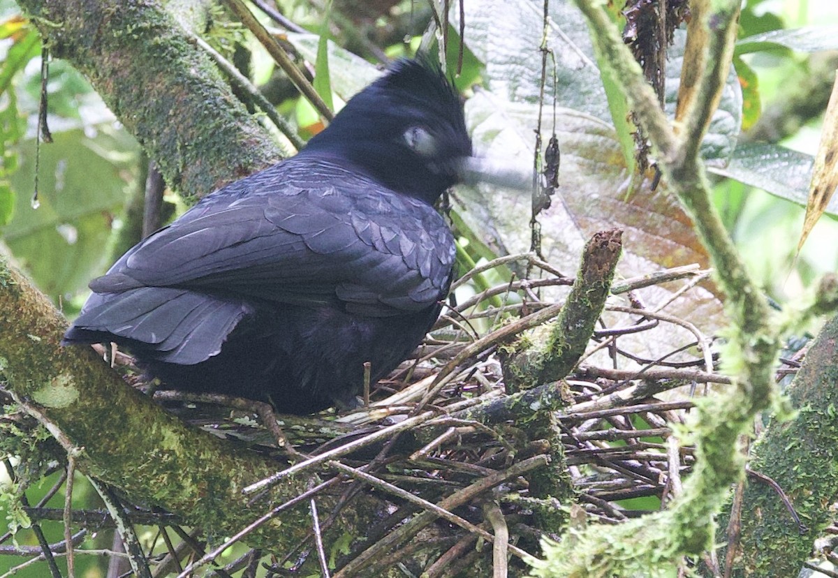 Amazonian Umbrellabird - ML646533202