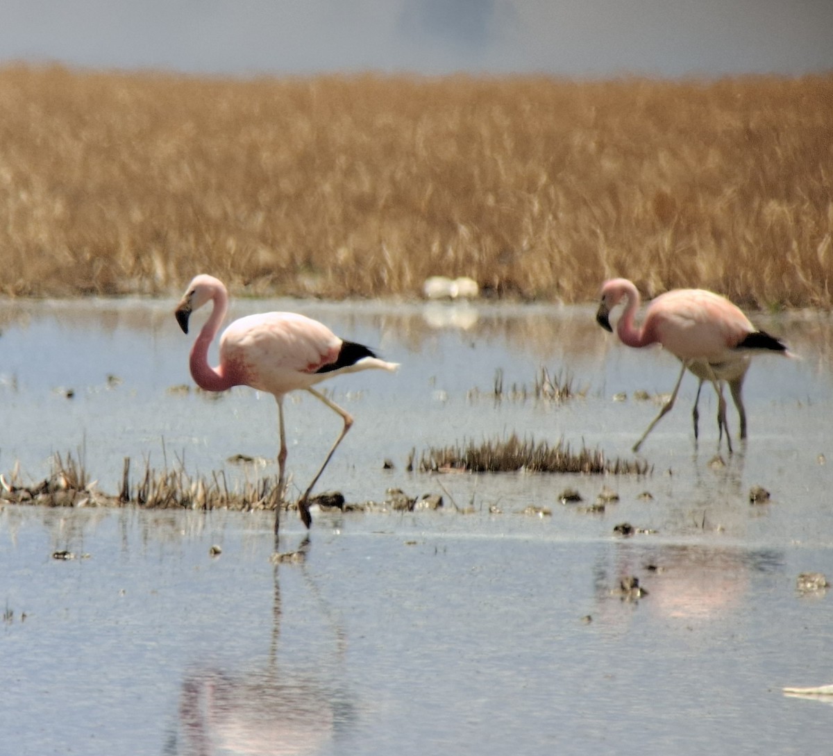 Andean Flamingo - ML646533203