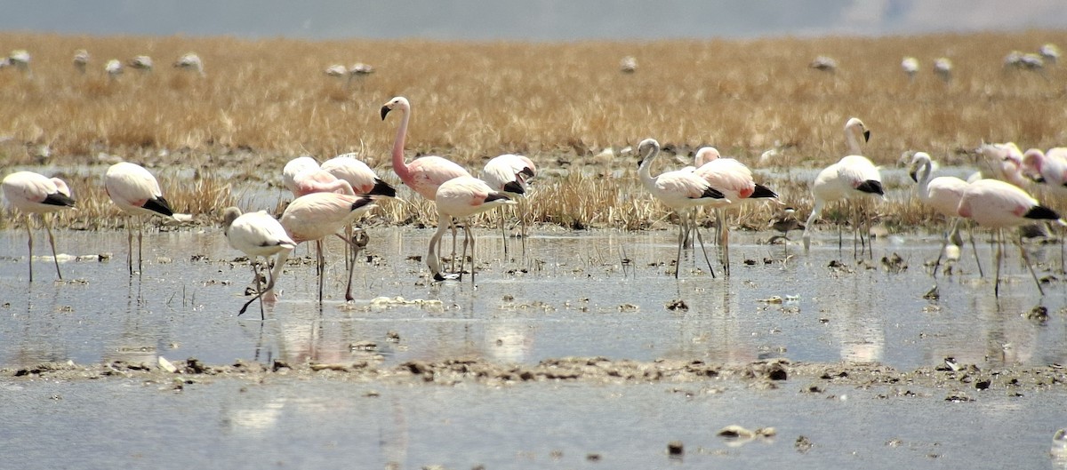 Andean Flamingo - ML646533204