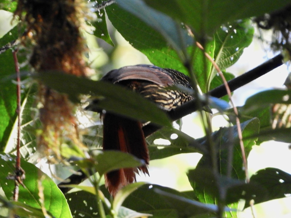 Flammulated Treehunter - ML646533205