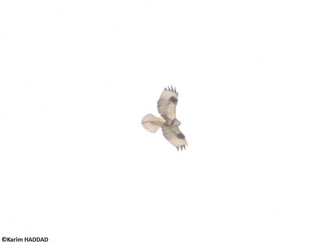 Eastern Buzzard - ML646533207