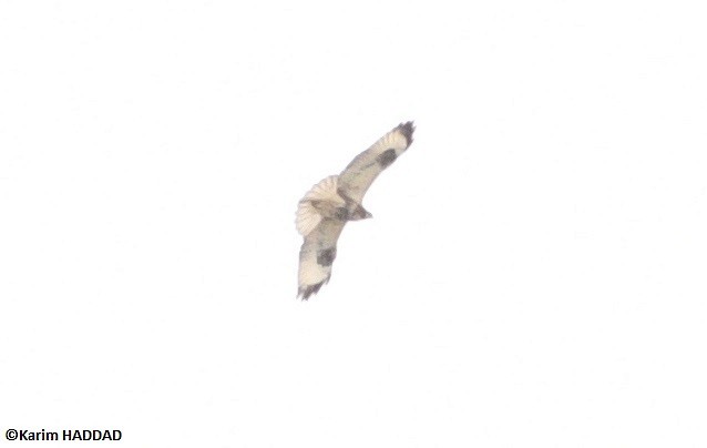 Eastern Buzzard - ML646533208