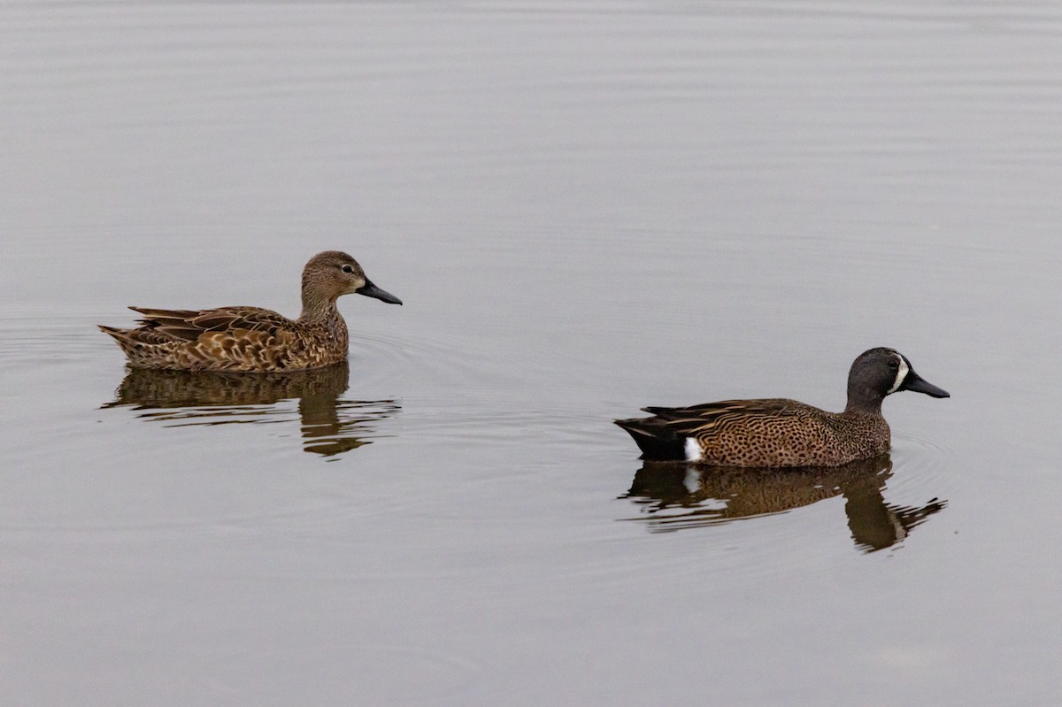 Blue-winged Teal - ML646533209