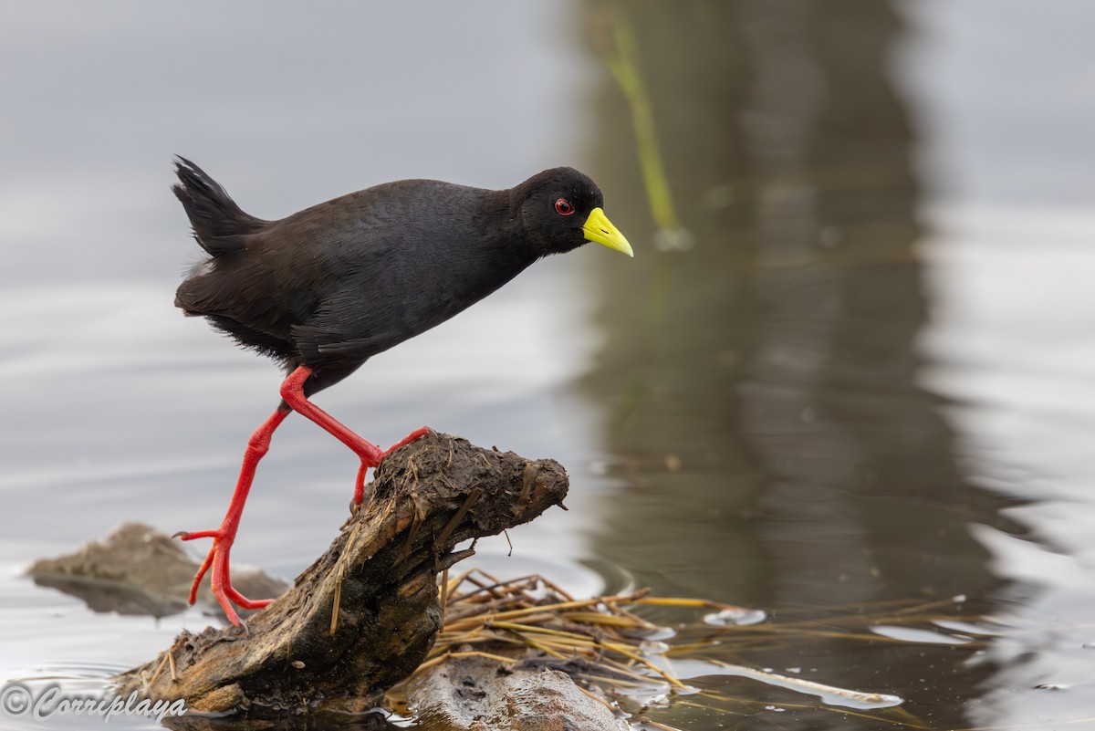 Black Crake - ML646533211