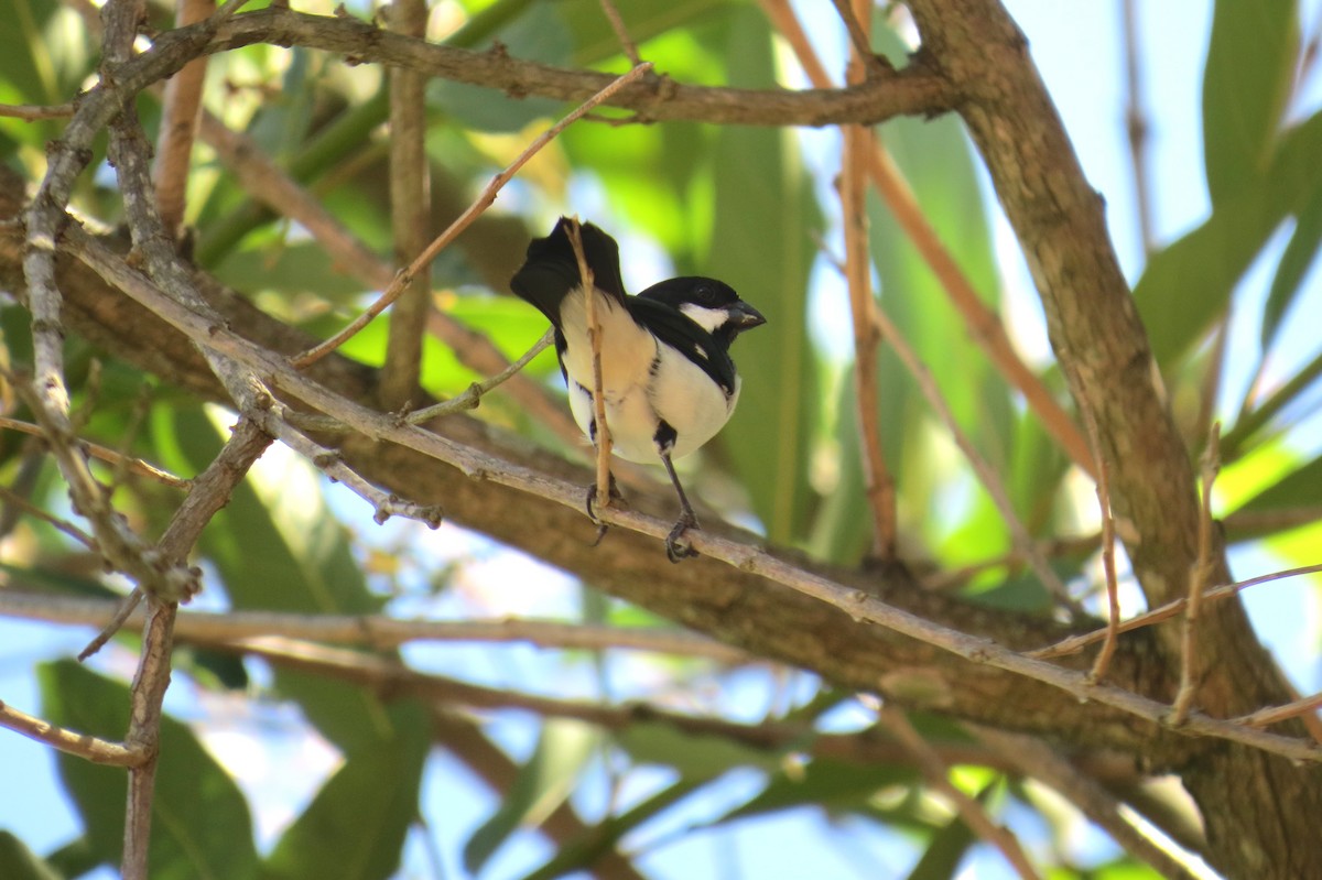 Lined Seedeater - ML646533212