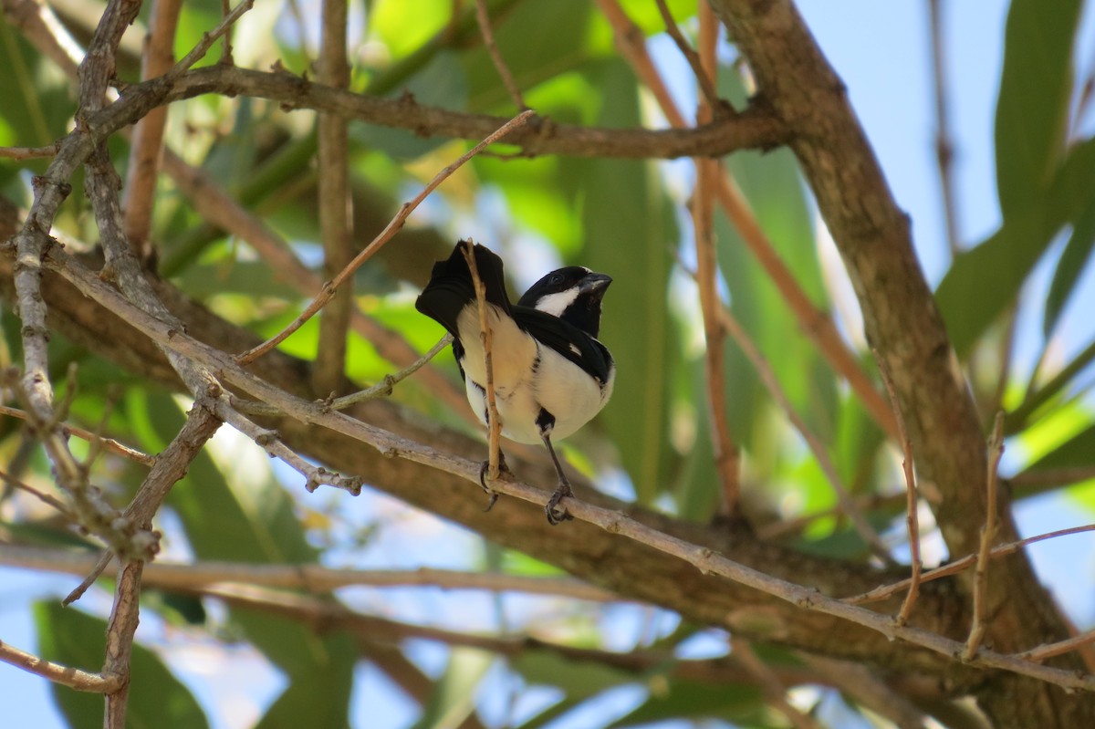 Lined Seedeater - ML646533213