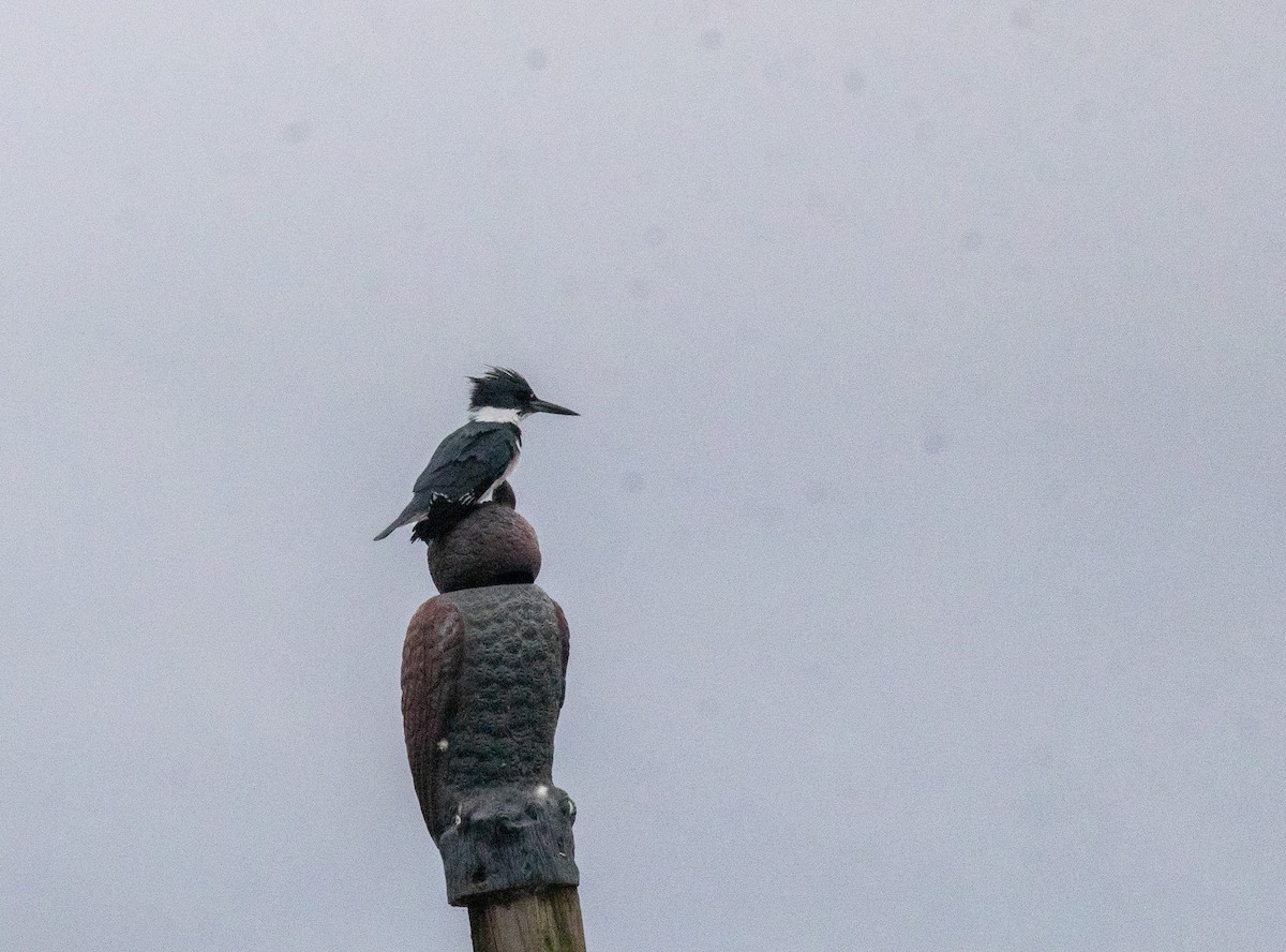 Belted Kingfisher - ML646533214