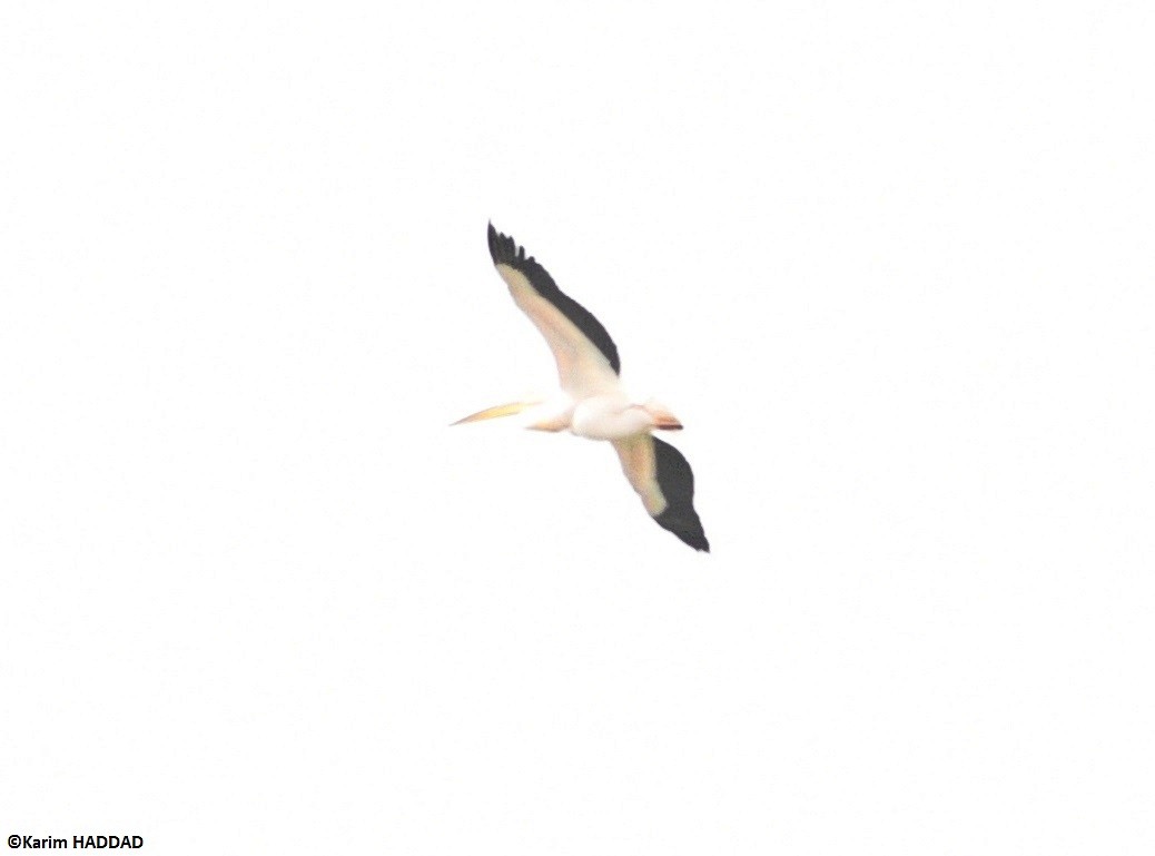 Great White Pelican - ML646533215