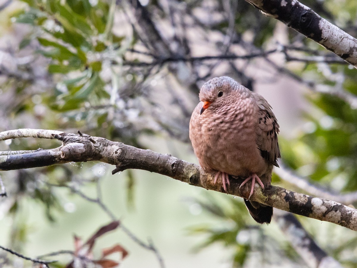 Common Ground Dove - ML646533216