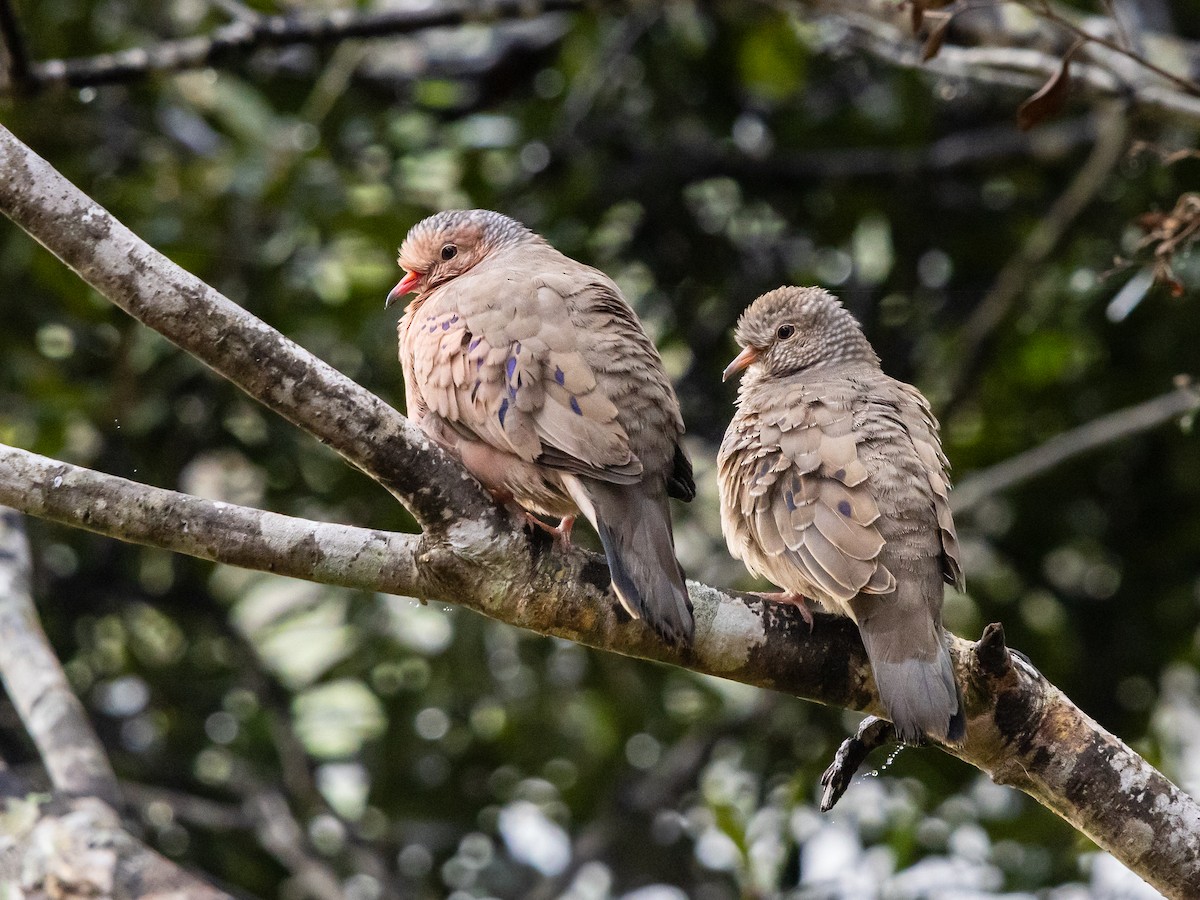 Common Ground Dove - ML646533217