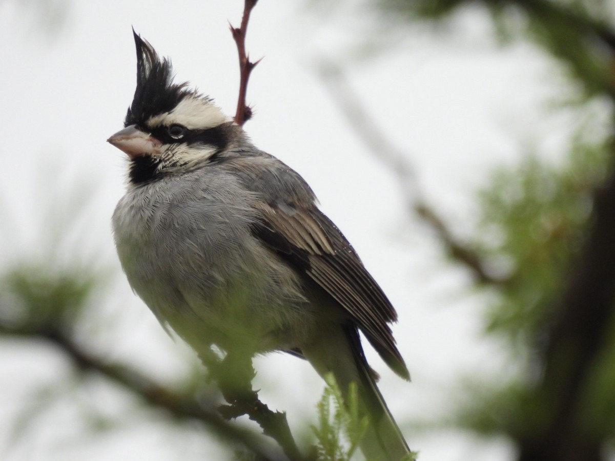 Black-crested Finch - ML646533218
