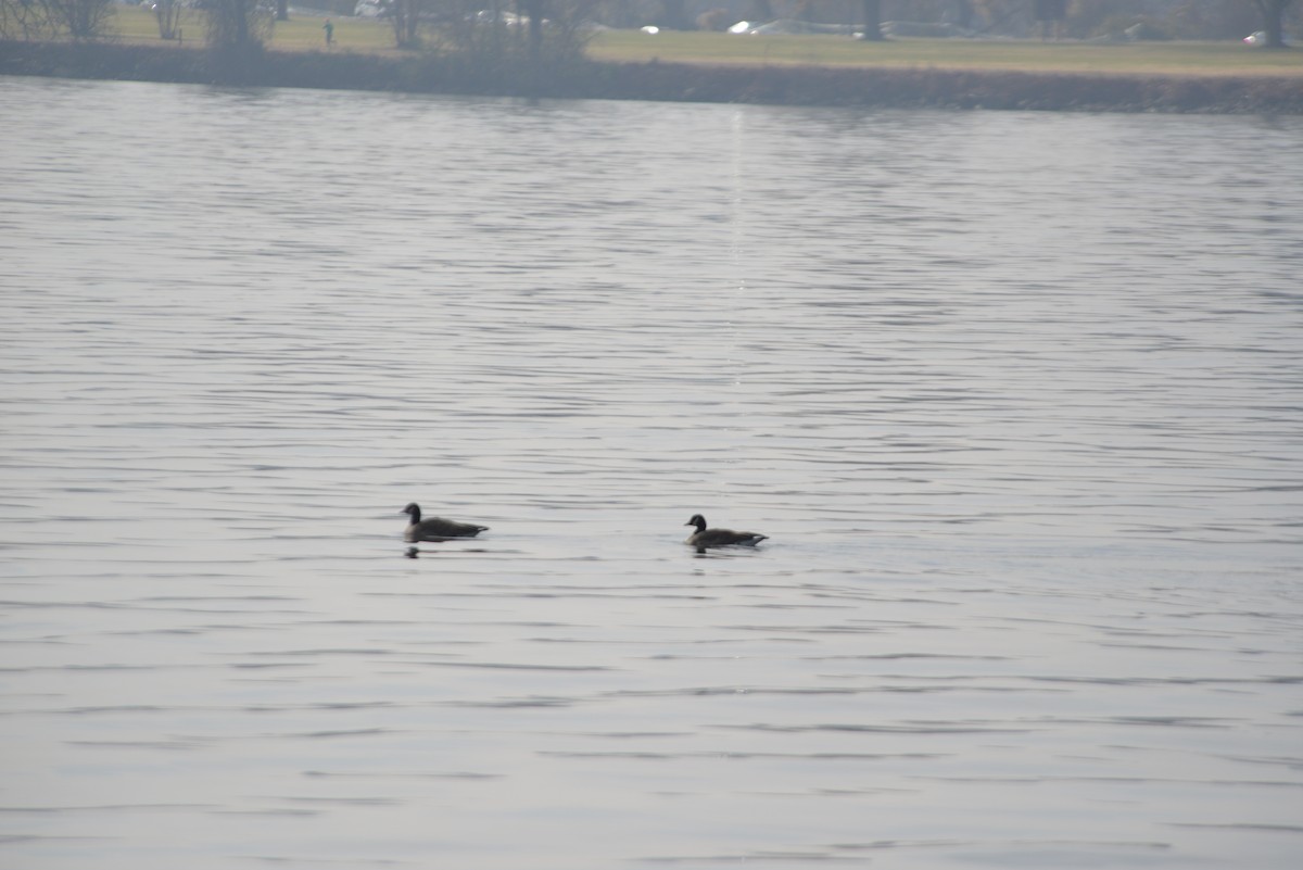 polargås/kanadagås - ML646533221