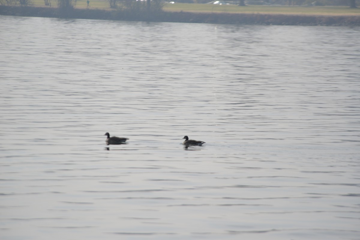 polargås/kanadagås - ML646533226