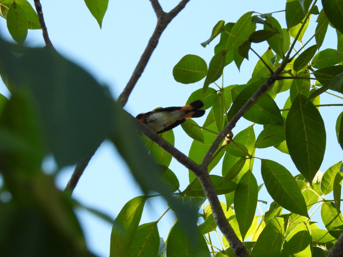 Rotschwanz-Waldsänger - ML646533229