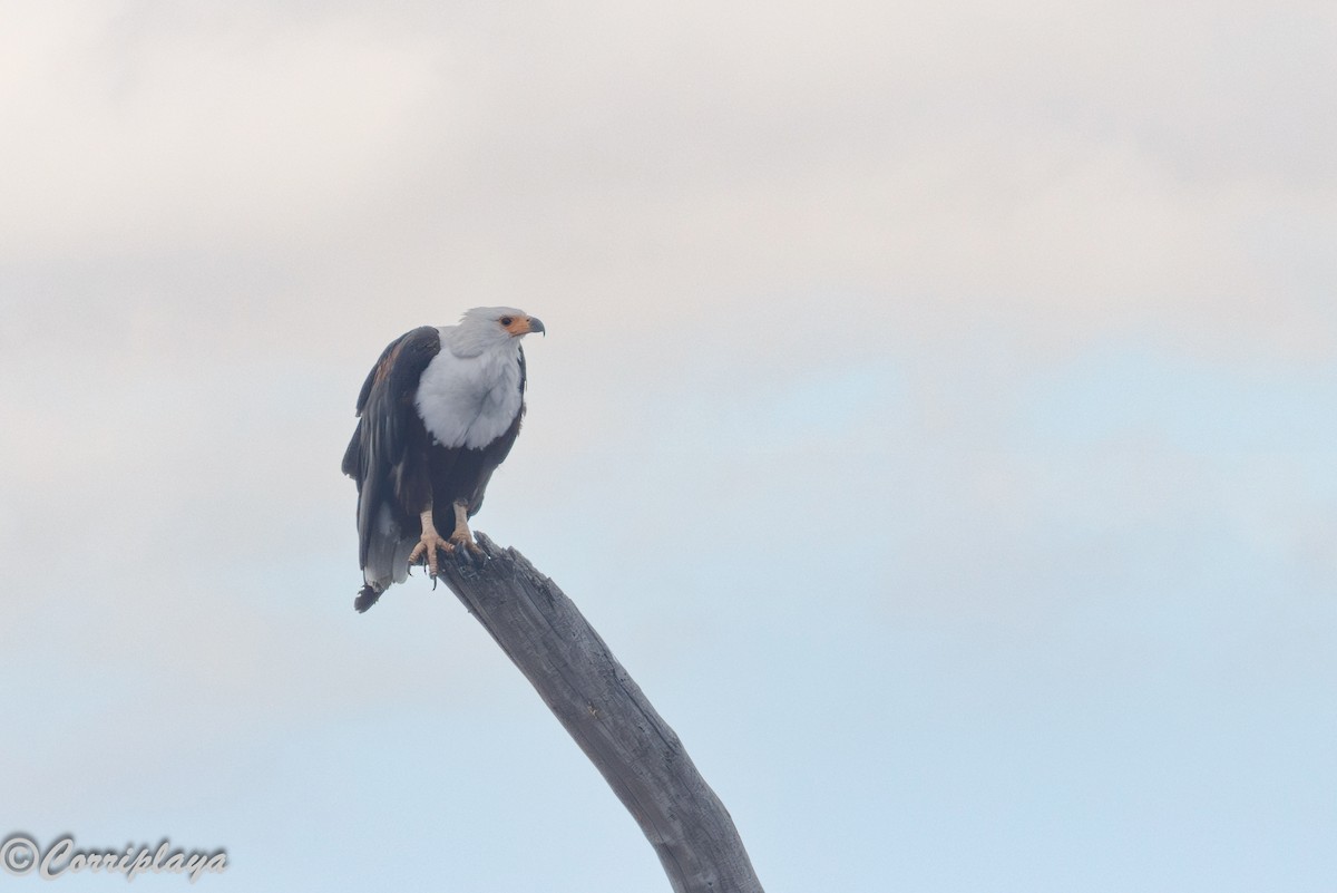 Afrika Balık Kartalı - ML646533241