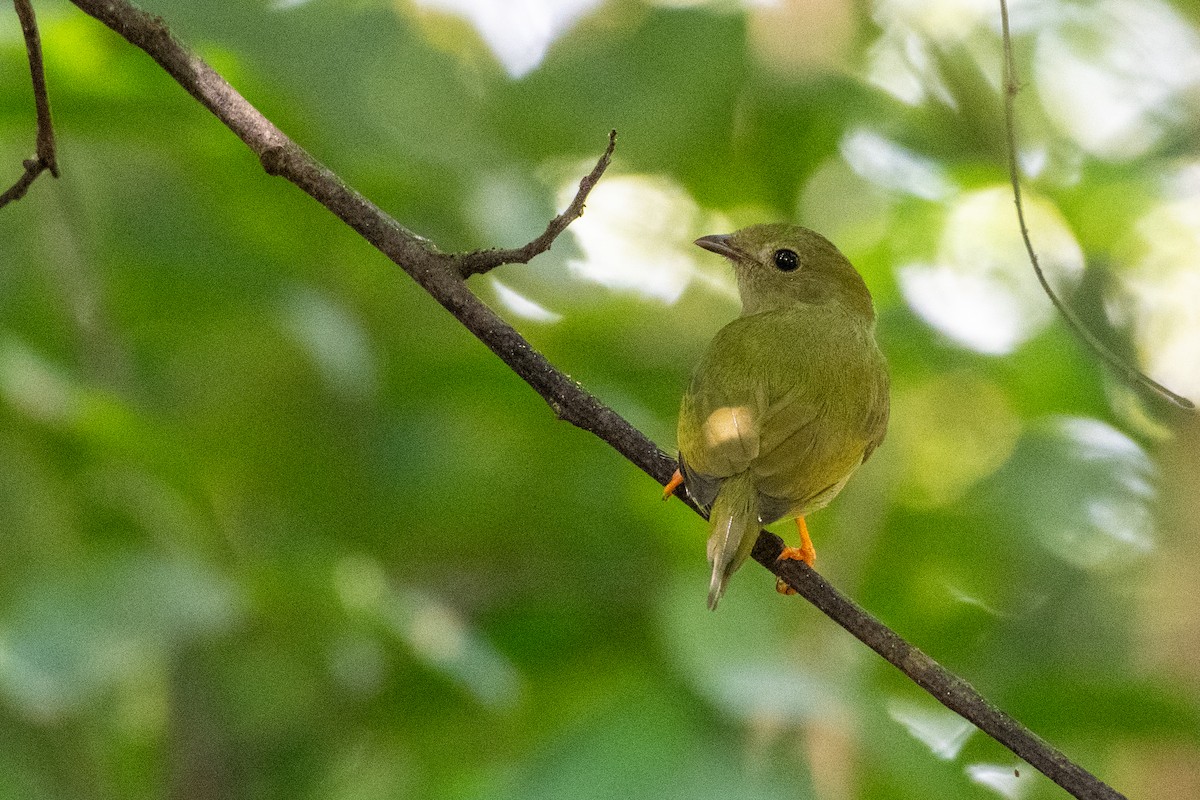 Lance-tailed Manakin - ML646533245