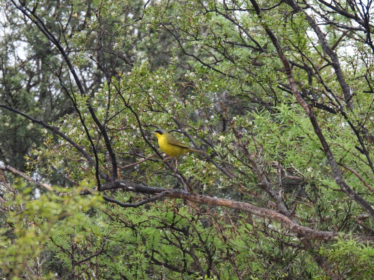 Жовтогорлик східний - ML646533246