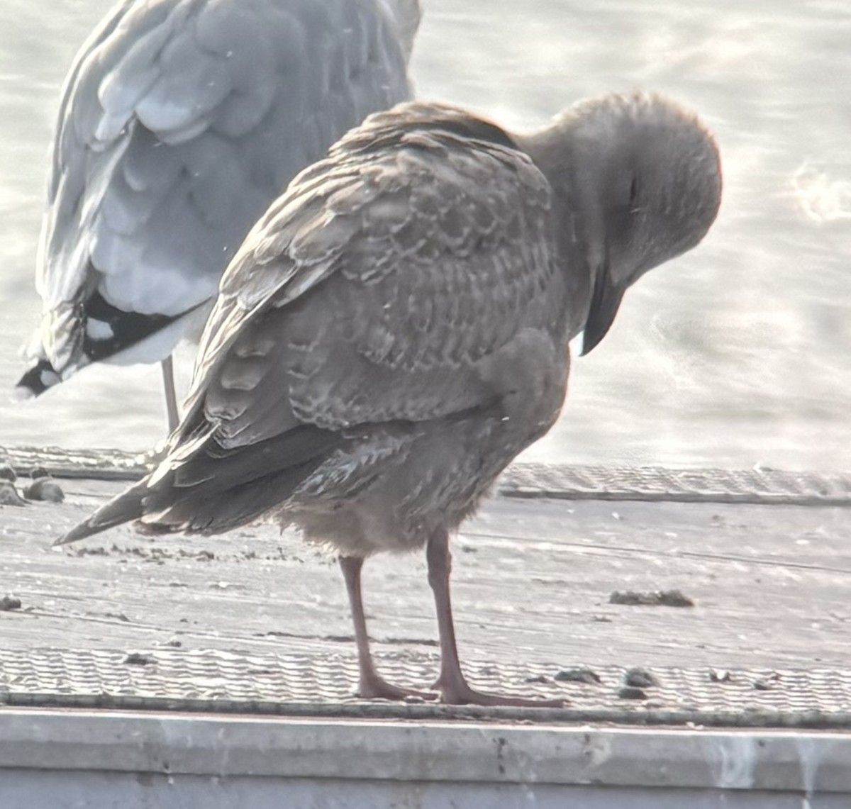 Iceland Gull (Thayer's) - ML646533250