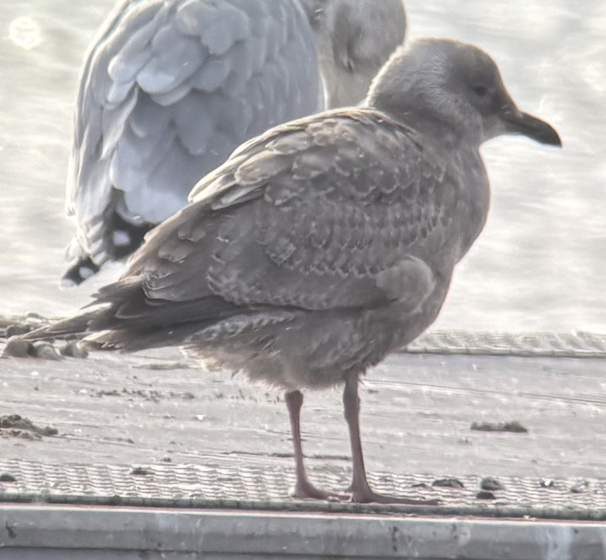 Iceland Gull (Thayer's) - ML646533251