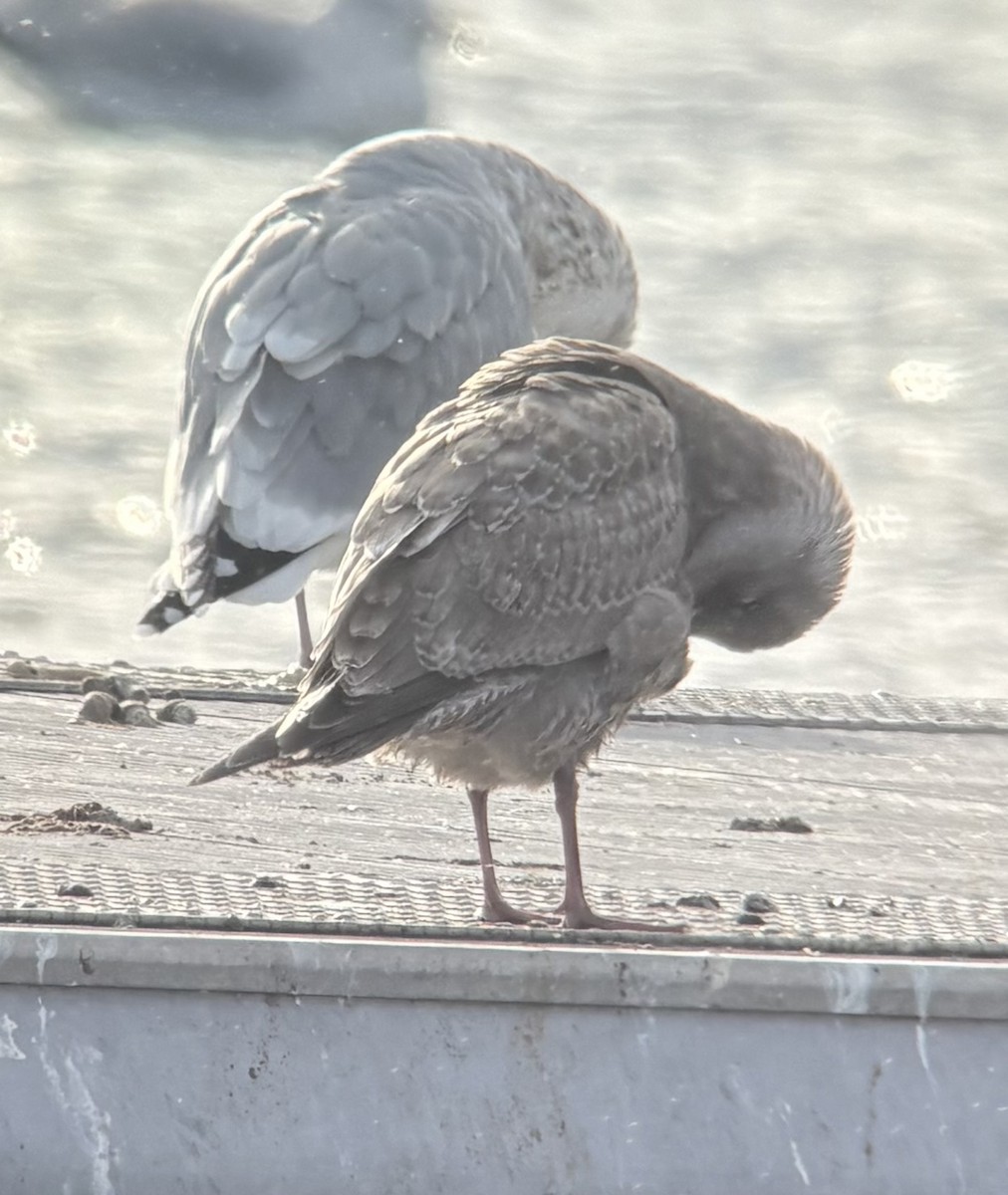 Iceland Gull (Thayer's) - ML646533252